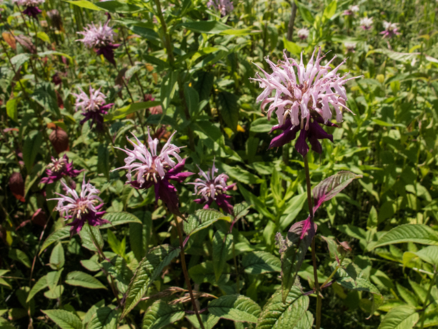 Monarda fistulosa (Wild bergamot) #58780