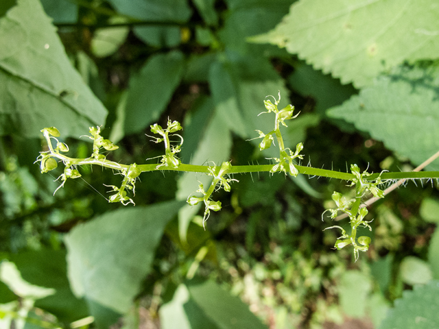 Laportea canadensis (Canadian woodnettle) #58814