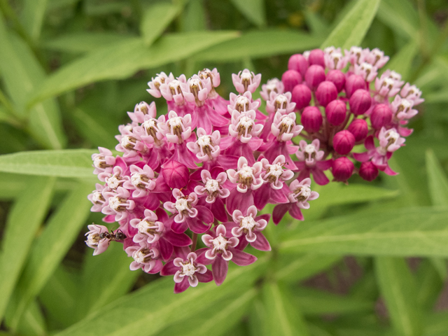 Asclepias incarnata (Swamp milkweed) #58839