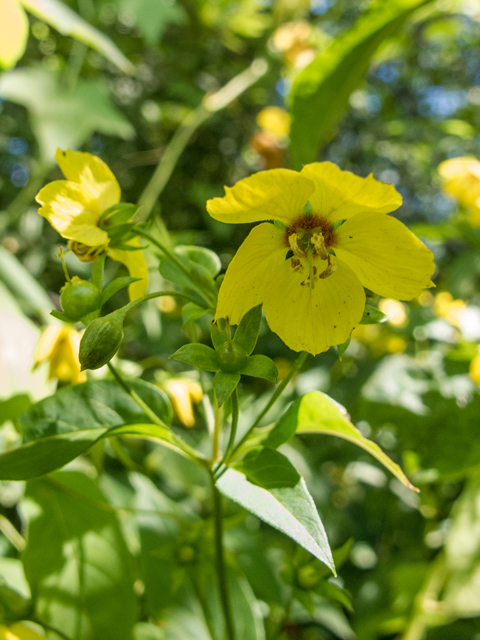 Lysimachia ciliata (Fringed loosestrife) #58840