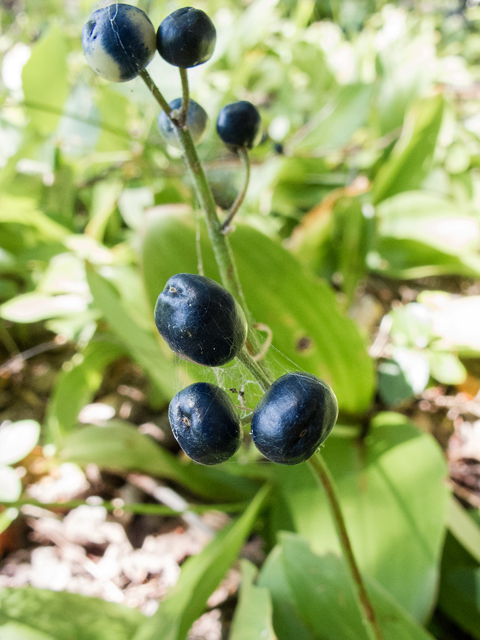 Clintonia borealis (Bluebead) #59311