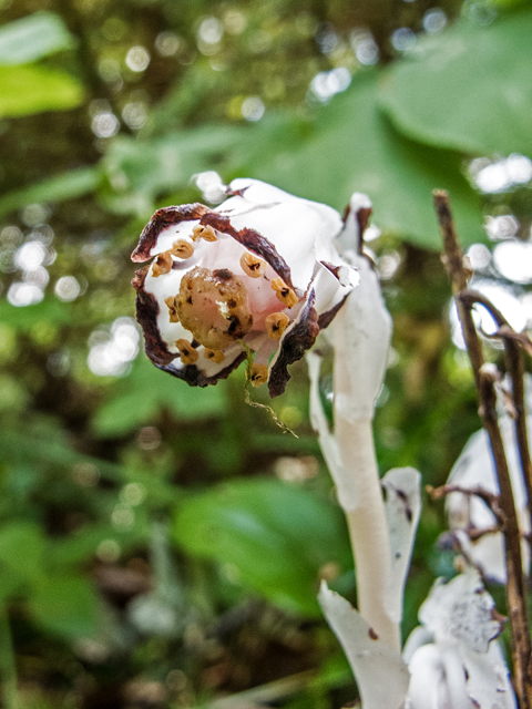 Monotropa uniflora (Indianpipe) #59328