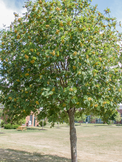 Sorbus decora (Northern mountain ash) #59349