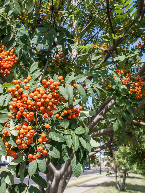 Sorbus decora (Northern mountain ash) #59351