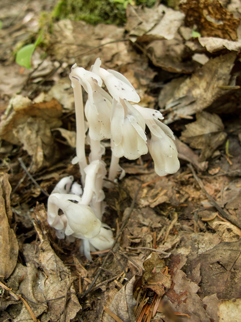 Monotropa uniflora (Indianpipe) #59391