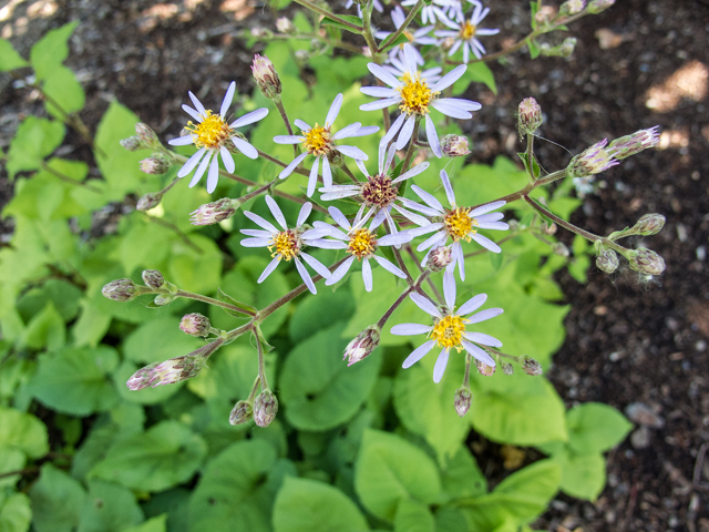 Eurybia macrophylla (Bigleaf aster) #59401