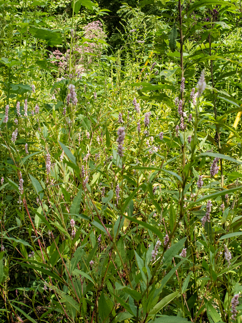 Polygonum pensylvanicum (Pennsylvania smartweed) #59449