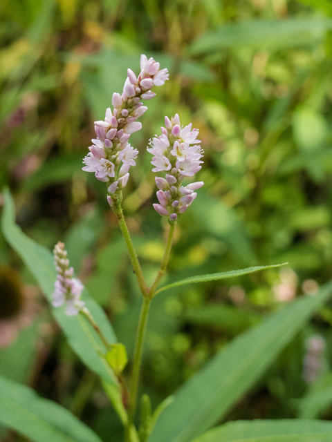 Polygonum pensylvanicum (Pennsylvania smartweed) #59450