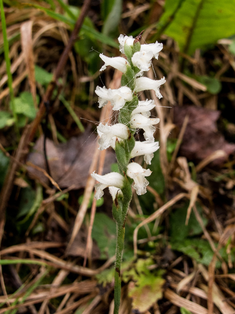 Spiranthes cernua (Nodding ladies'-tresses) #59461