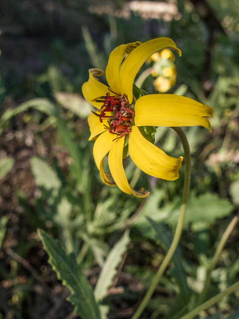 Berlandiera lyrata (Chocolate daisy) #59478