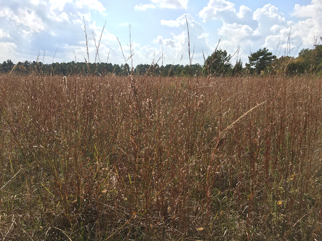 Schizachyrium scoparium (Little bluestem) #59504