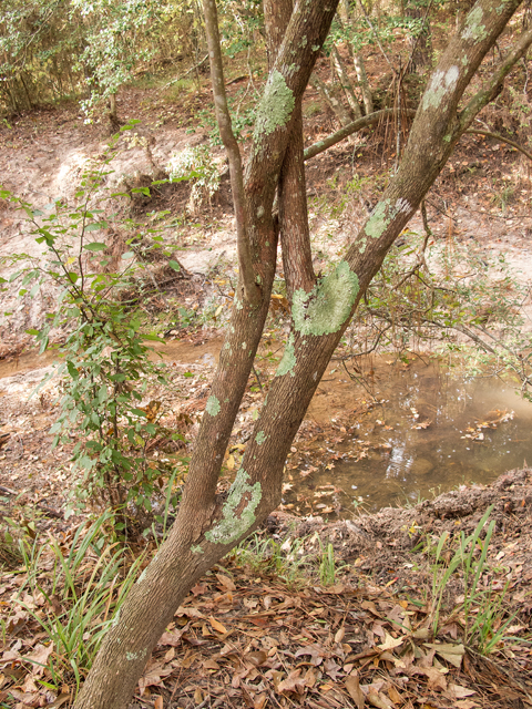 Vaccinium arboreum (Farkleberry) #59511