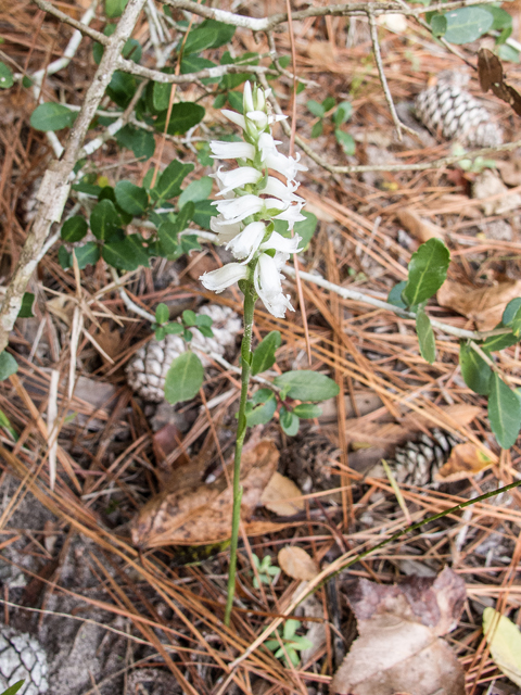 Spiranthes cernua (Nodding ladies'-tresses) #59515