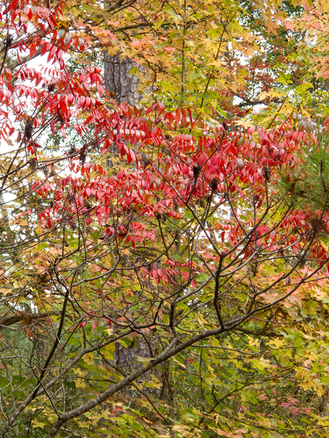 Rhus copallinum (Winged sumac) #59522