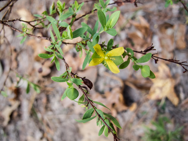 Hypericum hypericoides (St. andrew's-cross) #59532