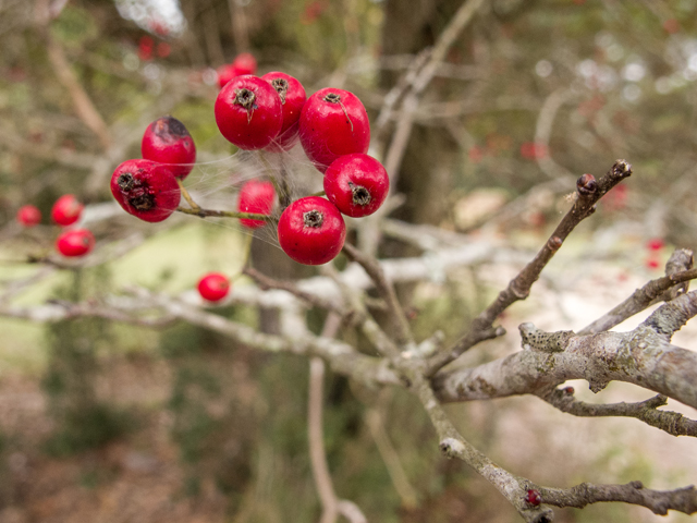 Crataegus marshallii (Parsley hawthorn) #59550