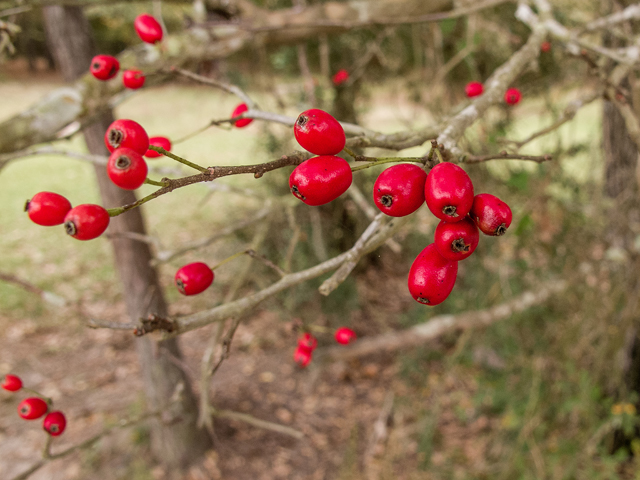 Crataegus marshallii (Parsley hawthorn) #59551