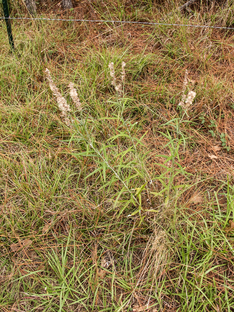 Pterocaulon virgatum (Wand blackroot) #59556