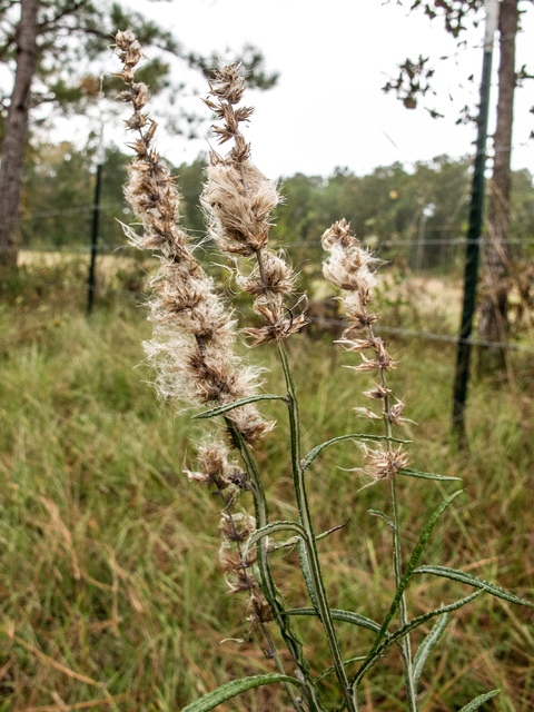 Pterocaulon virgatum (Wand blackroot) #59557