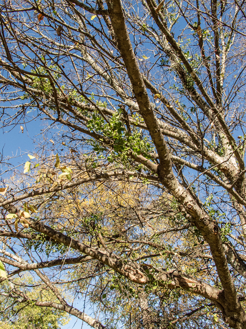 Celtis laevigata (Sugar hackberry) #59570