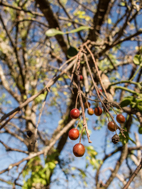 Celtis laevigata (Sugar hackberry) #59573