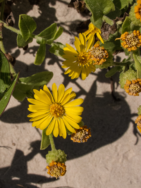 Heterotheca subaxillaris (Camphorweed) #59587