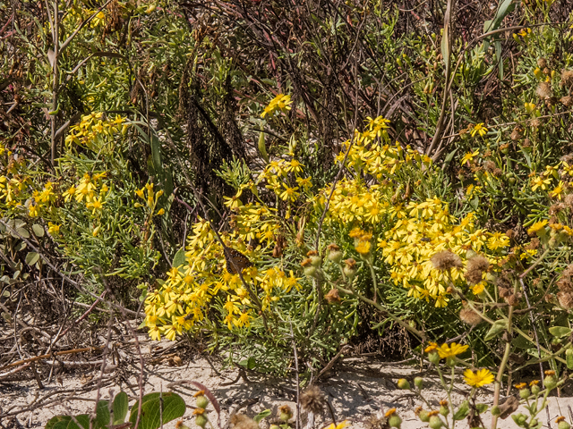 Senecio riddellii (Riddell's ragwort) #59588