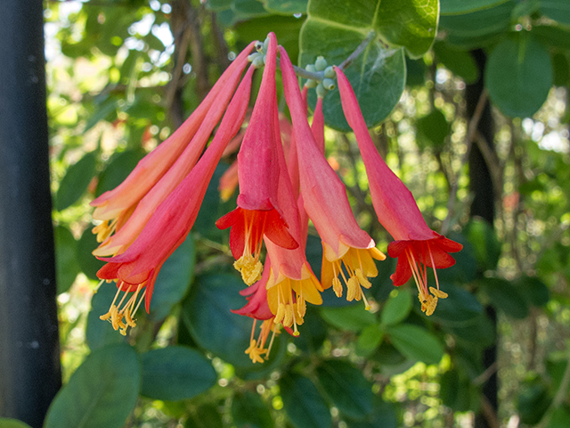 Lonicera sempervirens (Coral honeysuckle) #66336