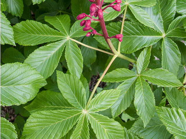 Aesculus pavia (Red buckeye) #66347