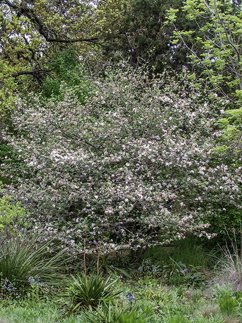 Malus ioensis var. texana (Texas crabapple) #66371