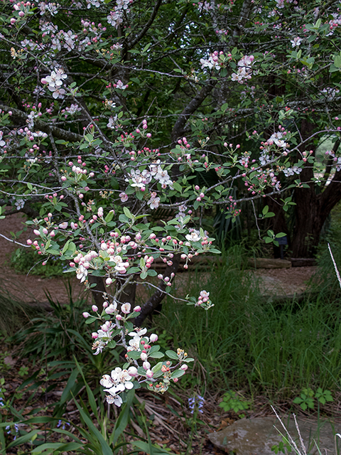 Malus ioensis var. texana (Texas crabapple) #66372