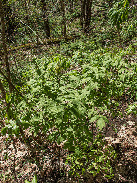 Caulophyllum thalictroides (Blue cohosh) #66424