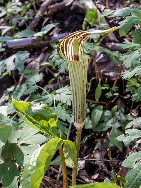 Arisaema triphyllum (Jack in the pulpit) #66450