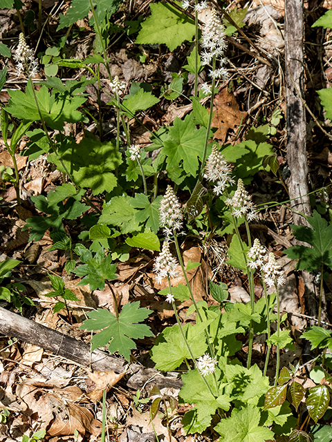 Tiarella cordifolia (Heartleaf foamflower) #66483