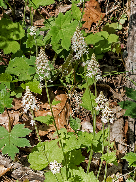 Tiarella cordifolia (Heartleaf foamflower) #66484