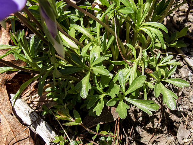 Viola pedata (Birdfoot violet) #66518