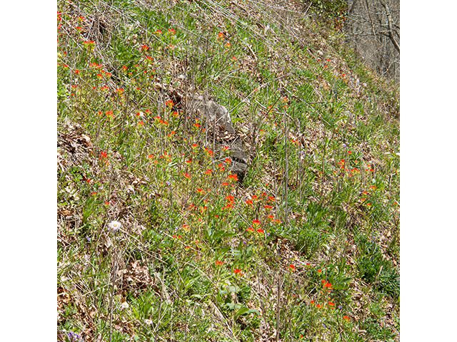 Castilleja coccinea (Scarlet paintbrush) #66547