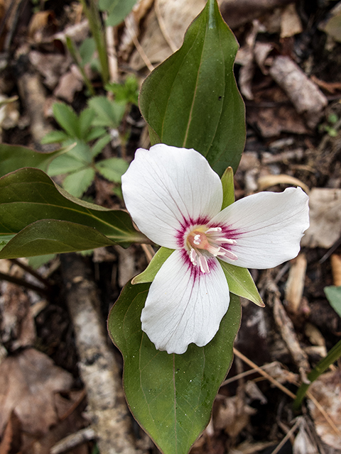 Trillium undulatum (Painted trillium) #66554