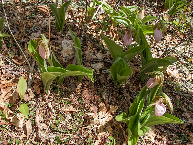 Cypripedium acaule (Moccasin flower) #66584