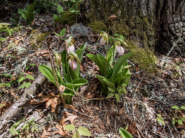 Cypripedium acaule (Moccasin flower) #66588