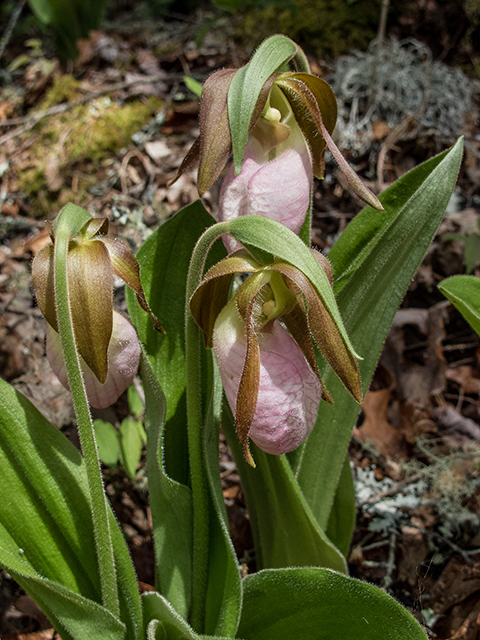 Cypripedium acaule (Moccasin flower) #66591