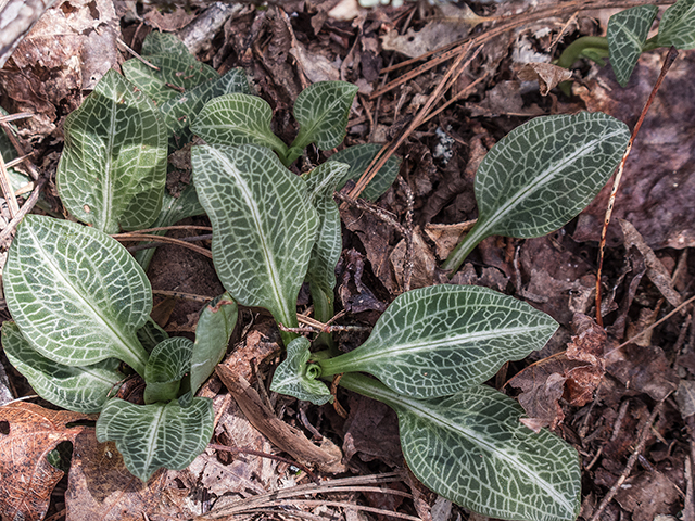 Goodyera pubescens (Downy rattlesnake plantain) #66595