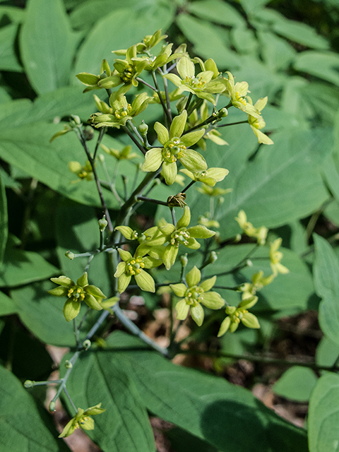 Caulophyllum thalictroides (Blue cohosh) #66637