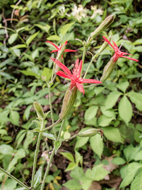 Silene virginica (Fire pink) #66670