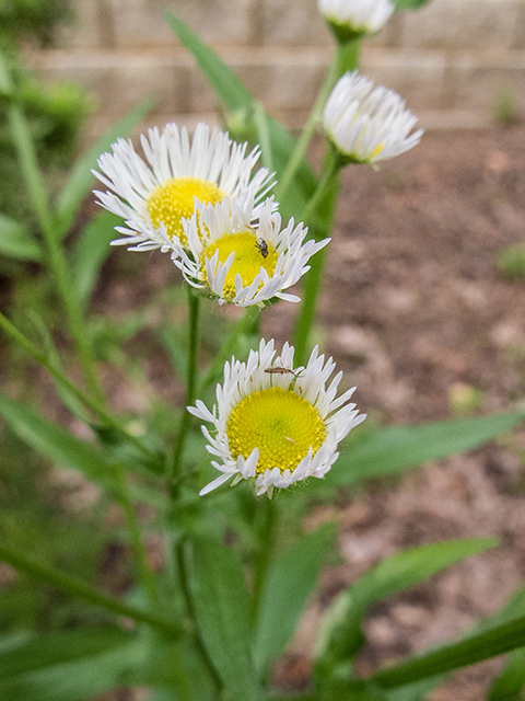 Erigeron annuus (Eastern daisy fleabane) #66676