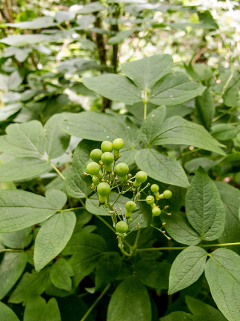 Caulophyllum thalictroides (Blue cohosh) #66685