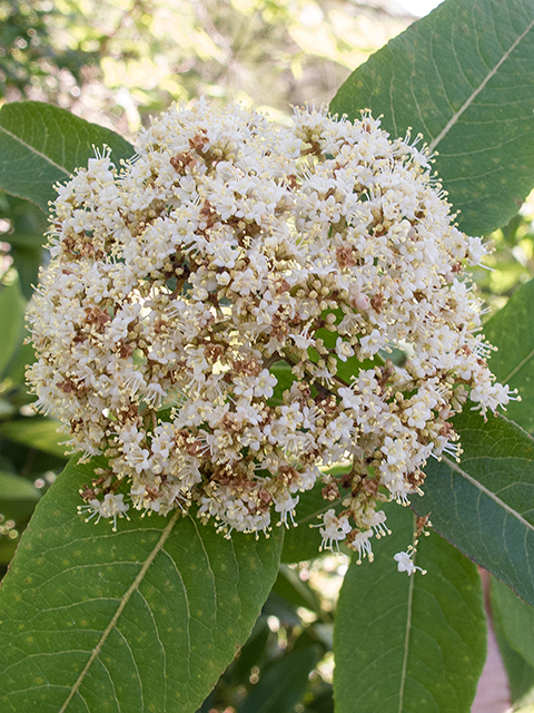 Viburnum nudum var. cassinoides (Withe-rod) #66731