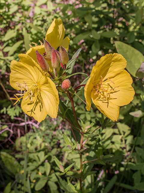 Oenothera fruticosa (Narrowleaf evening-primrose) #66735