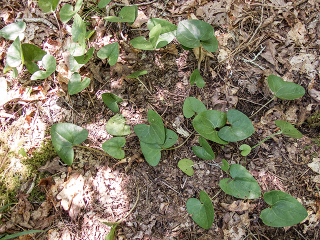 Hexastylis arifolia (Little brown jug) #66763