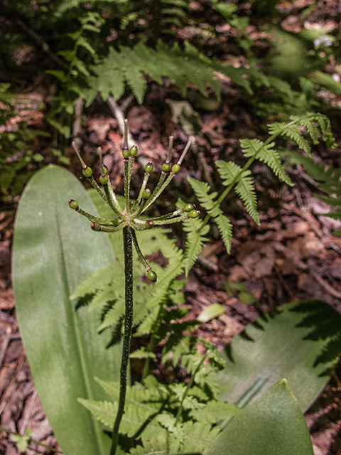 Clintonia umbellulata (White clintonia) #66768